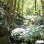 Glengariff Estate Rainforest