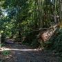 Glengariff Estate Rainforest