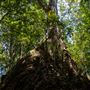 Glengariff Estate Rainforest