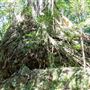 Glengariff Estate Rainforest