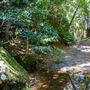Glengariff Estate Rainforest