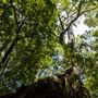 Glengariff Estate Rainforest