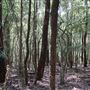 Otford Farm - Jungle Set Build Site