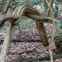 Otford Farm - Jungle Set Build Site
