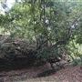 Otford Farm - The Pines Paddock with Jungle Gully