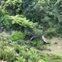 Otford Farm - The Pines Paddock with Jungle Gully