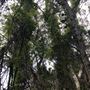 Otford Farm - The Pines Paddock with Jungle Gully
