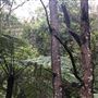 Otford Farm - The Pines Paddock with Jungle Gully
