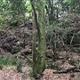 Otford Farm - The Pines Paddock with Jungle Gully