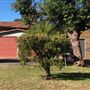 Private House Styles - Berrara