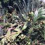 Royal Botanic Garden Sydney