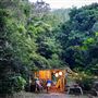 The Rainforest Shed