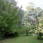 Campbell Rhododendron Gardens