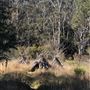 The Gully Aboriginal Place