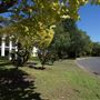 St Ives - Torokina Avenue streetscape