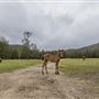 Glenworth Valley Wilderness Adventures