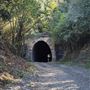 Picton Mushroom Tunnel