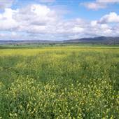 Canola Field