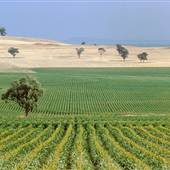 Gunnedah