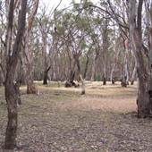 Hay State Forest - Murrumbidgee Valley Regional Park