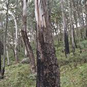 Mount Victoria
