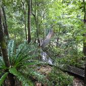 Minnamurra Rainforest Walk