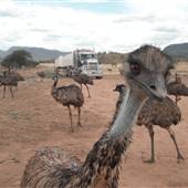 Emu Logic
