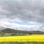 Canola Crops - Liverpool Plains farmland