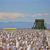 Cotton Fields - Narrabri Shire