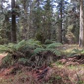 Jenolan State Forest - Ferns