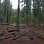 Belanglo State Forest