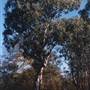 Albury