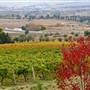 Bathurst Vineyards