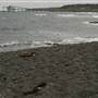 Black Sand Beach, Bass Point Reserve & Shell Cove