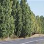 Blayney Area