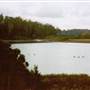 Bluebell Wood - Tilba Tilba