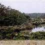 Bluebell Wood - Tilba Tilba