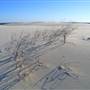 Dark Point Dunes
