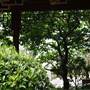 Chinese Garden of Friendship - Darling Harbour