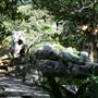 Chinese Garden of Friendship - Darling Harbour