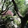 Chinese Garden of Friendship - Darling Harbour