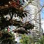 Chinese Garden of Friendship - Darling Harbour