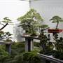 Chinese Garden of Friendship - Darling Harbour