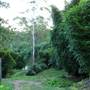 Bamboo Wholesale
