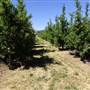 Daydawn Orchard