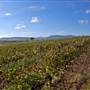Denman vineyard