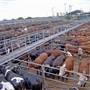 Dubbo Saleyards