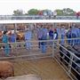 Dubbo Saleyards