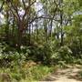 Lane Cove National Park