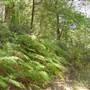 Lane Cove National Park